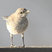Northern Mockingbird